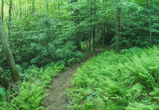 Swift Camp Creek