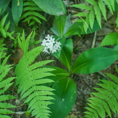 Swift Camp Creek