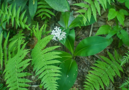 Swift Camp Creek