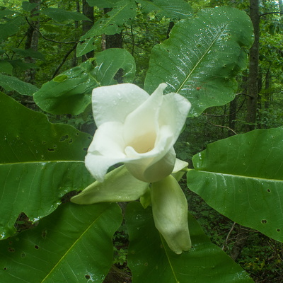Sheltowee Trace at Sinking Creek