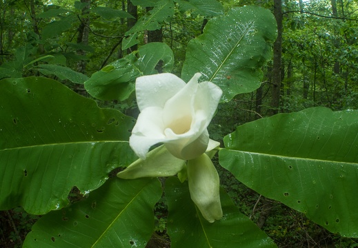 Sheltowee Trace at Sinking Creek