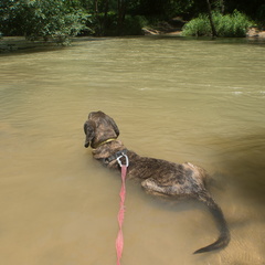 Horse Lick Creek ford