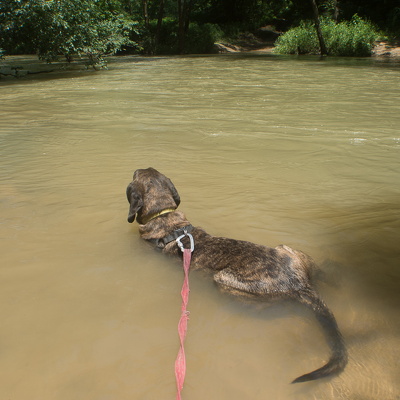 Horse Lick Creek, Sheltowee Trace in Spring Flood