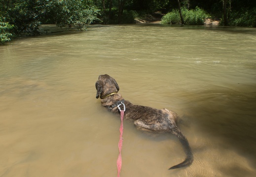 Horse Lick Creek, Sheltowee Trace in Spring Flood