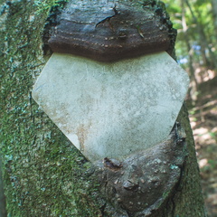 Old trail markings