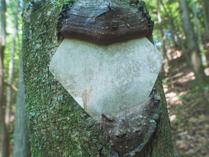 Old trail markings