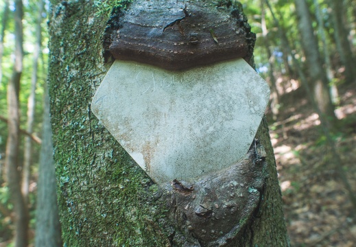 Old trail markings