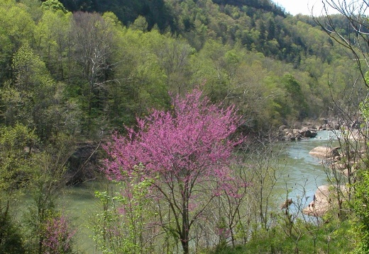 05 April 17-18: Beaver Creek Wilderness, Blue Heron