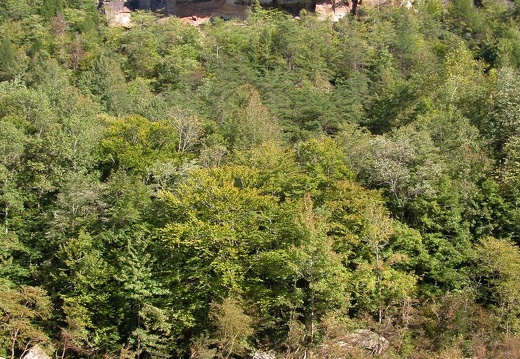 04 September 19: Blue Heron Loop, Devil's Jump, and Catawba Overlook, McCreary County, KY