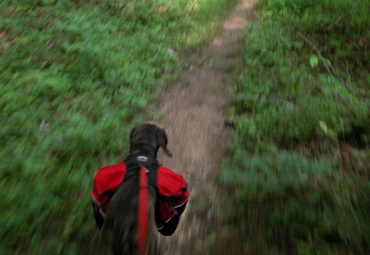 04 July 1: Gladie to Corner Ridge, Sheltowee Trace, Menifee & Wolfe County, Kentucky