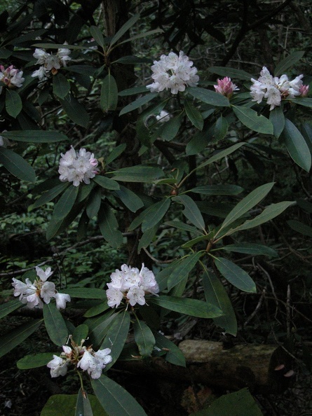 DSCN5447