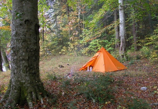 Camp under 2 old-growth beech trees - DSCN9260