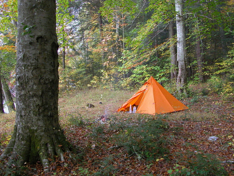 Camp under 2 old-growth beech trees - DSCN9260