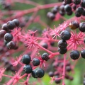 DSCN8236