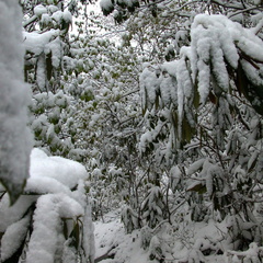 DSCN3270