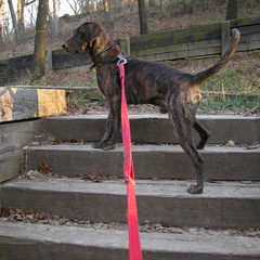 Up to North Overlook in Iroquois Park