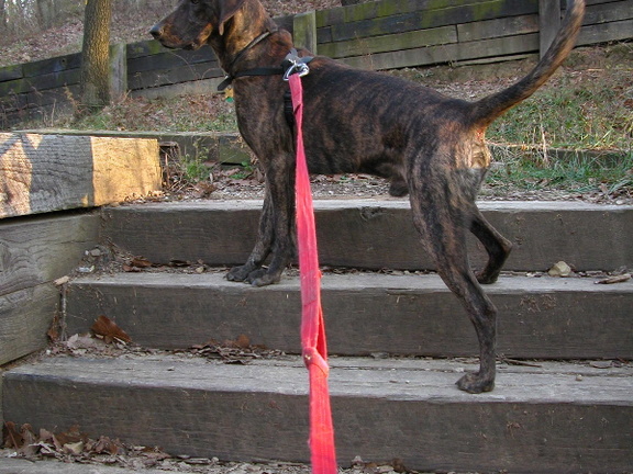 Up to North Overlook in Iroquois Park