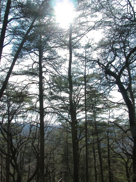 DSCN1353