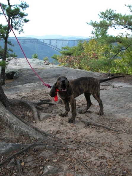 Pixel as a Pup HOWLs, September 14, 2003