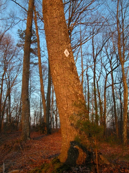 DSCN2346 (2667 visits) DSCN2346