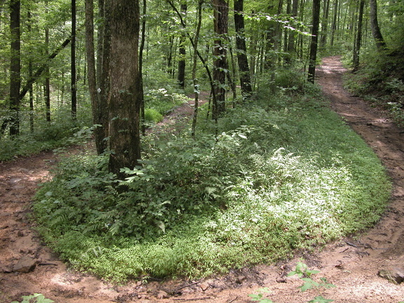 Sheltowee Quadtrack Switchback