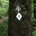 Above Middle Fork of War Fork