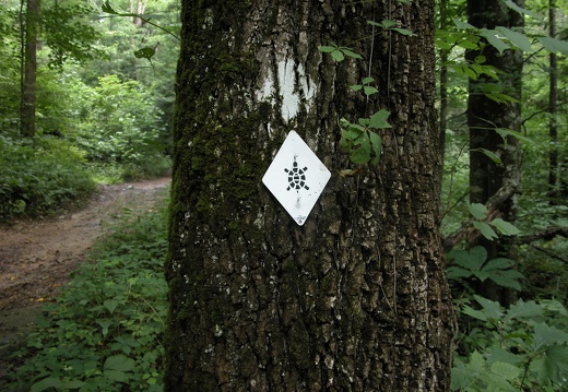 Above Middle Fork of War Fork