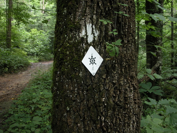 Above Middle Fork of War Fork