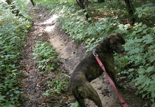 Singletrack above Turkey Foot Complex