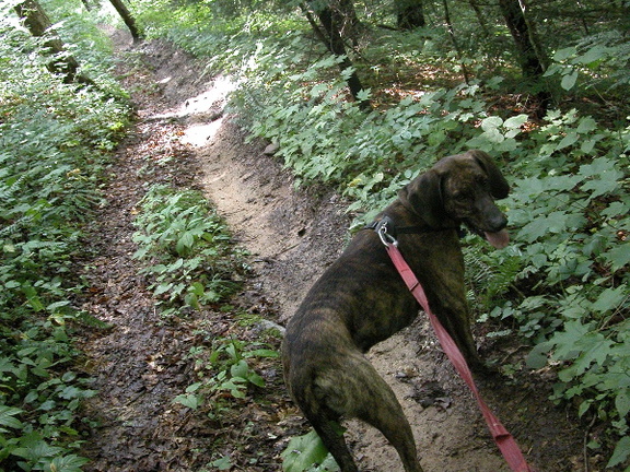 Singletrack above Turkey Foot Complex