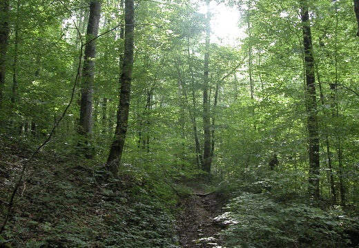 Above War Fork