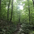 Above War Fork