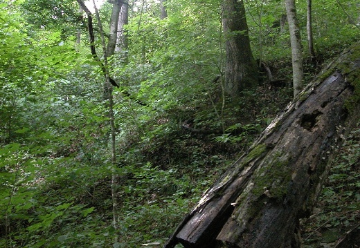 Above War Fork