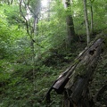 Above War Fork