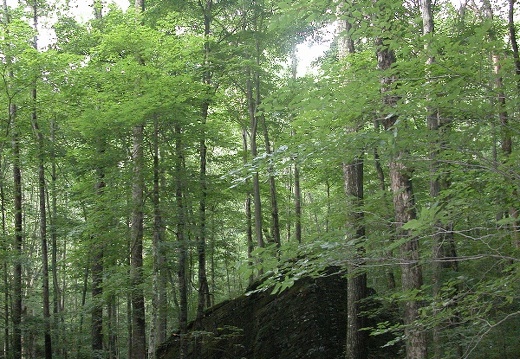 Above War Fork