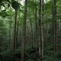 Above War Fork