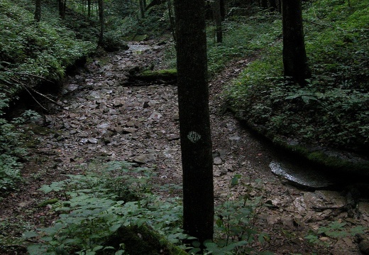 Tributary above War Fork