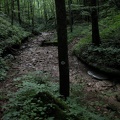 Tributary above War Fork