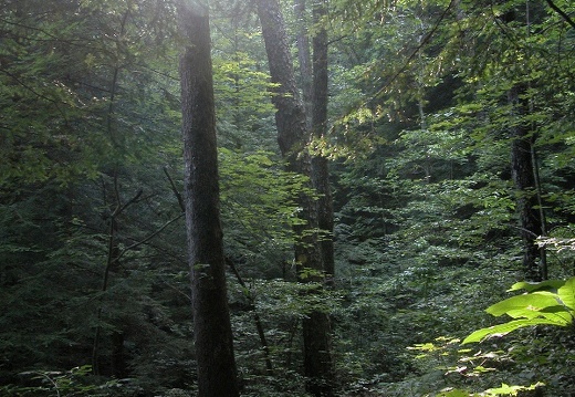 Above War Fork