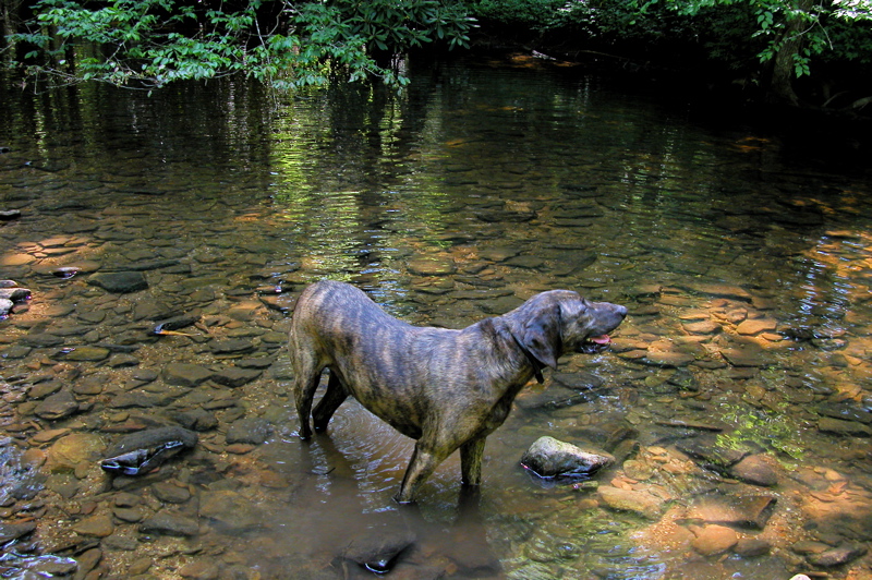 Laurel Fork Creek.