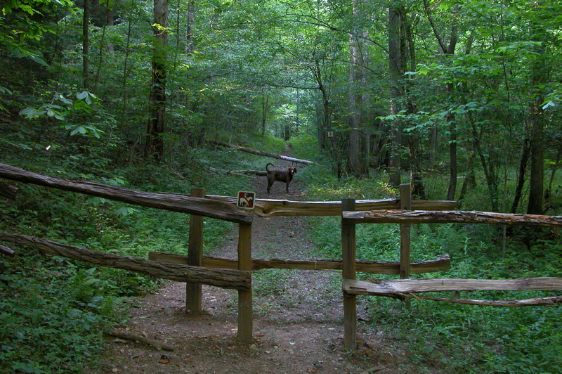 Horse trail crosses Laurel Fork Creek Trail.