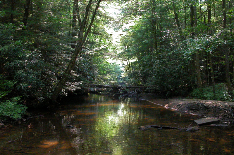 Laurel Fork Creek