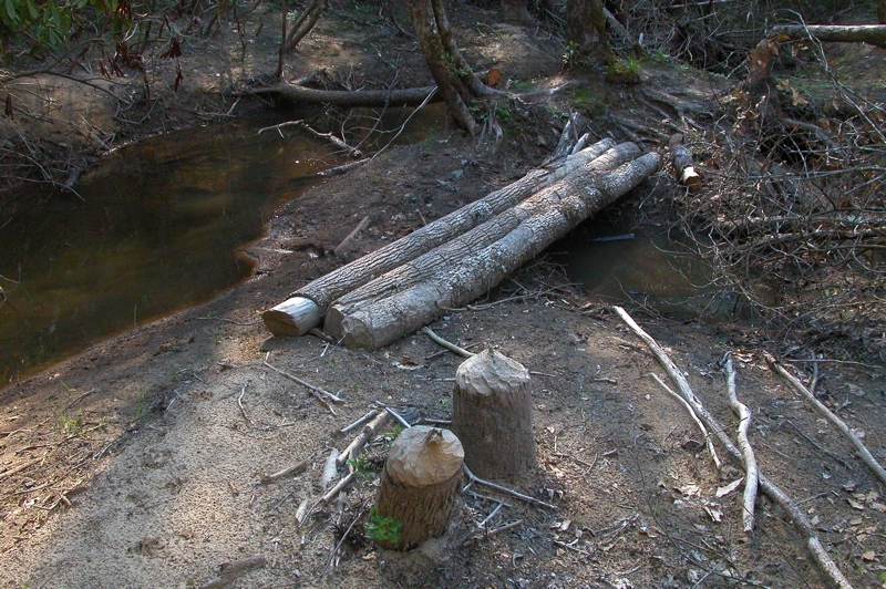 Old beaver dam on Laurel Fork Creek.