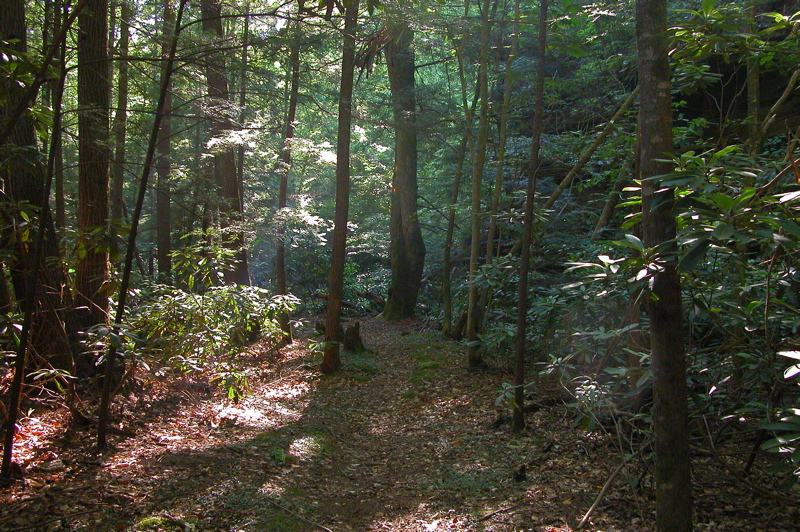 Stretch of dry trail, which crosses Laurel Fork Creek often.