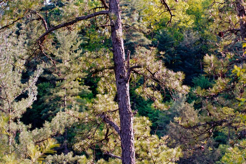 Pine in sunset