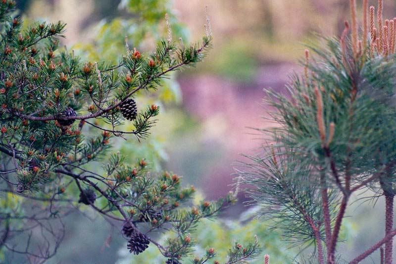 Pine cones