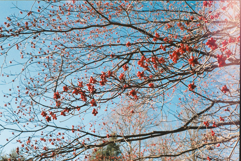 Dogwood Berries in Strong Light