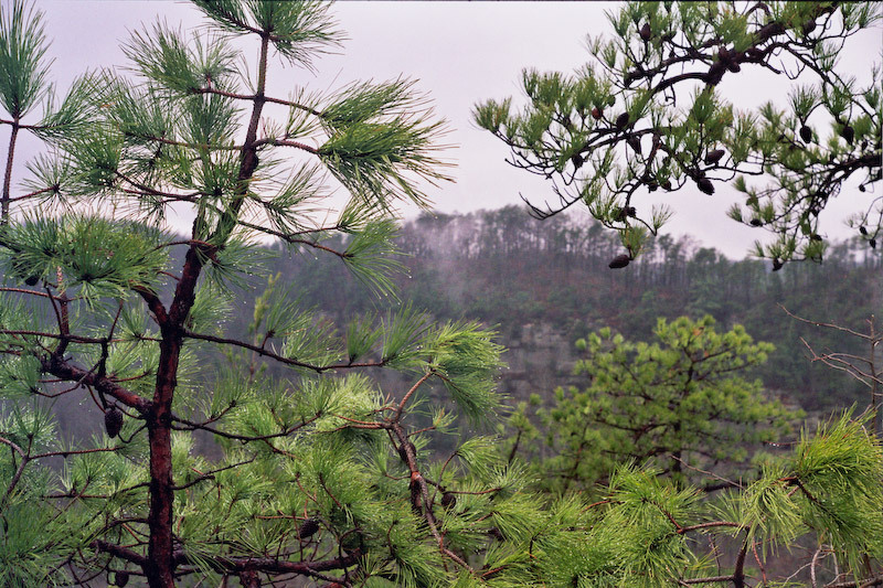 Far Cliff and Near Pines