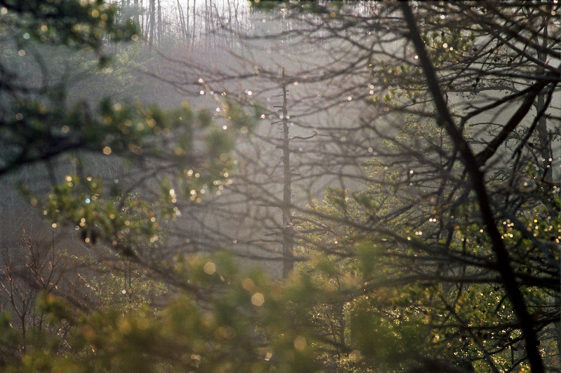 Lone Tree in Foggy Evening Light