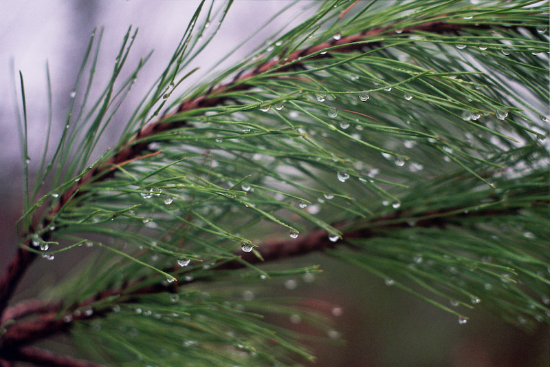 Raindrops on Pine Needles
